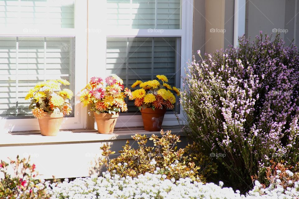 Home flowers 