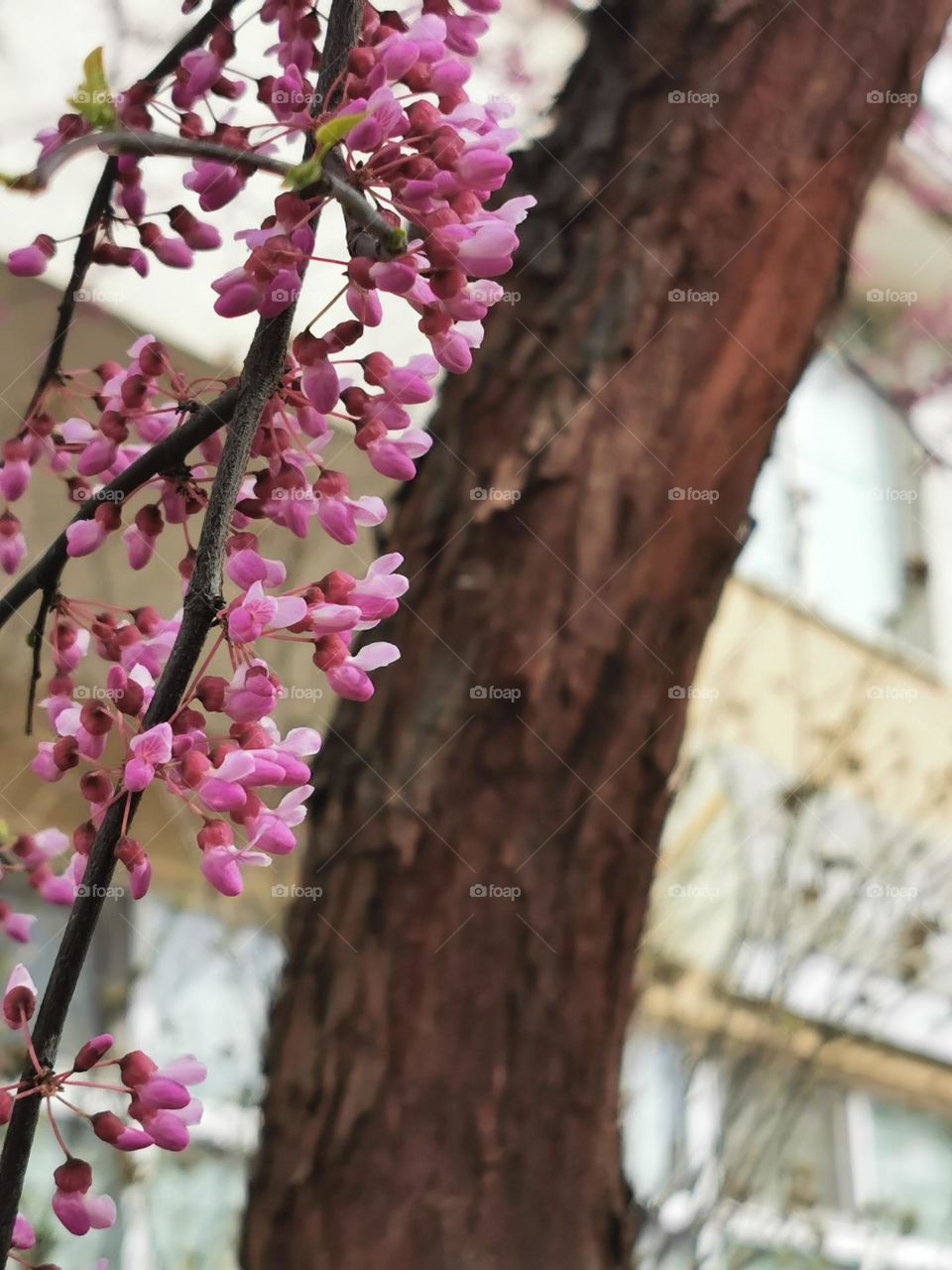 Branch of flowering tree