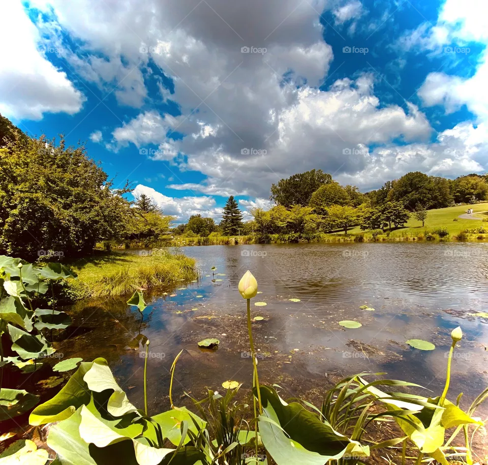 Lotus 