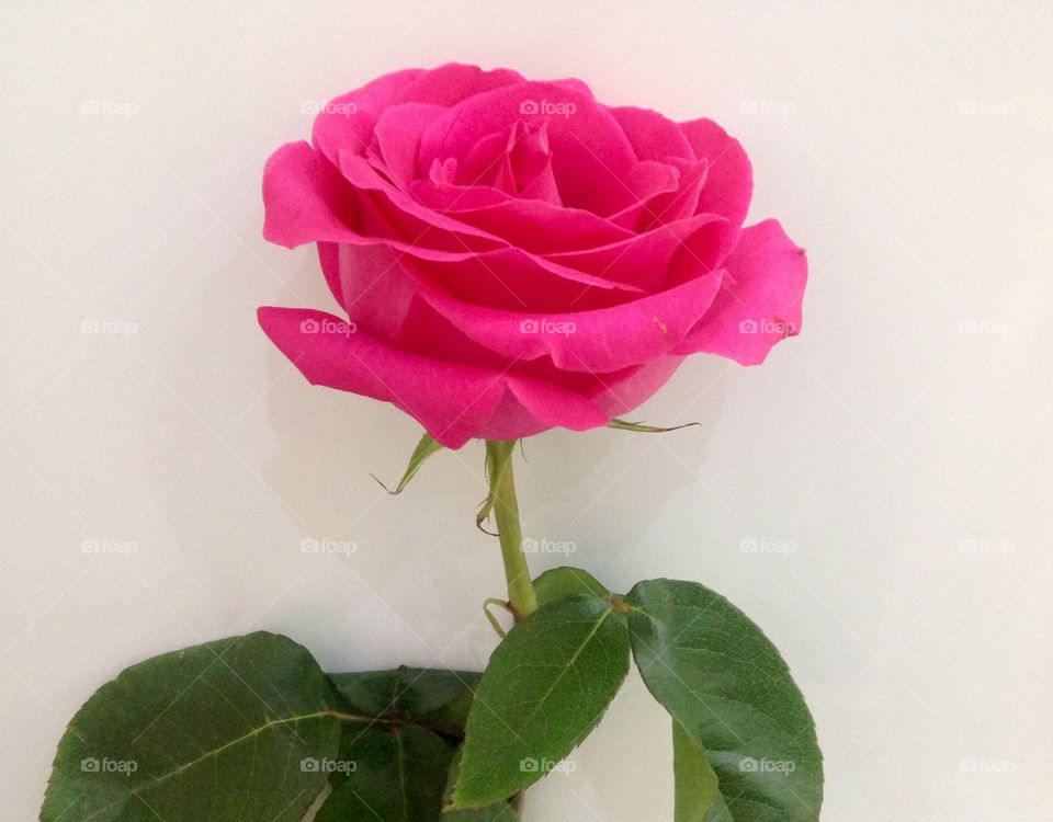 Rose on white background