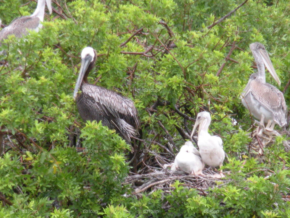 Pelican with its young one on tree