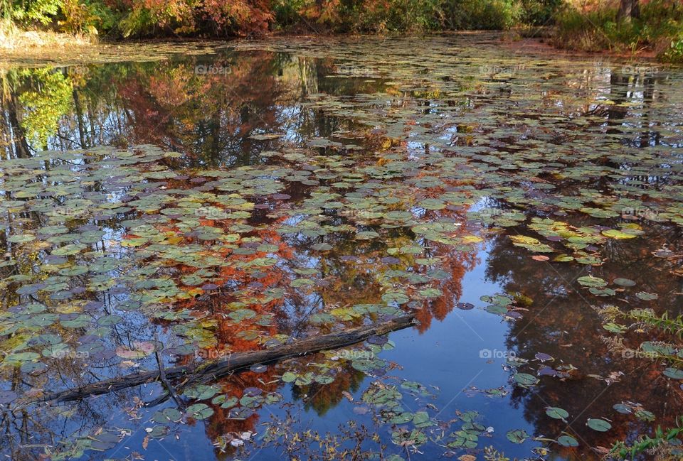 Autumn Pond