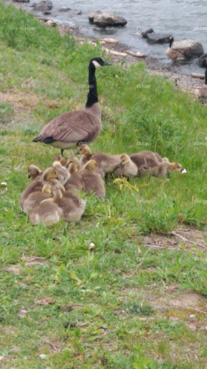 Canadian Geese and the babies