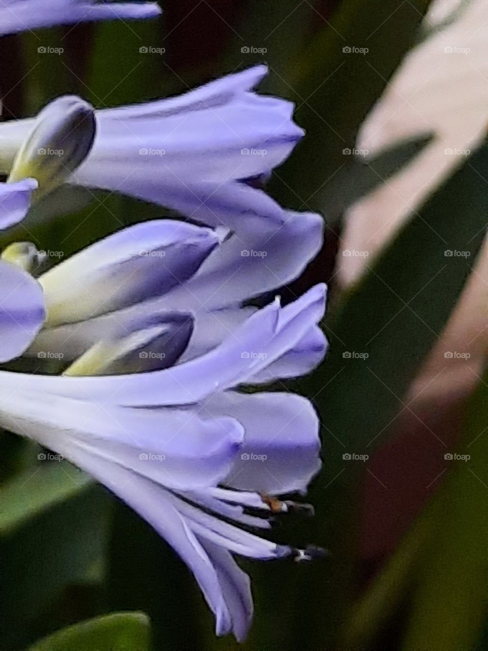 close-up  of illuminated blue flowers of agapanthus