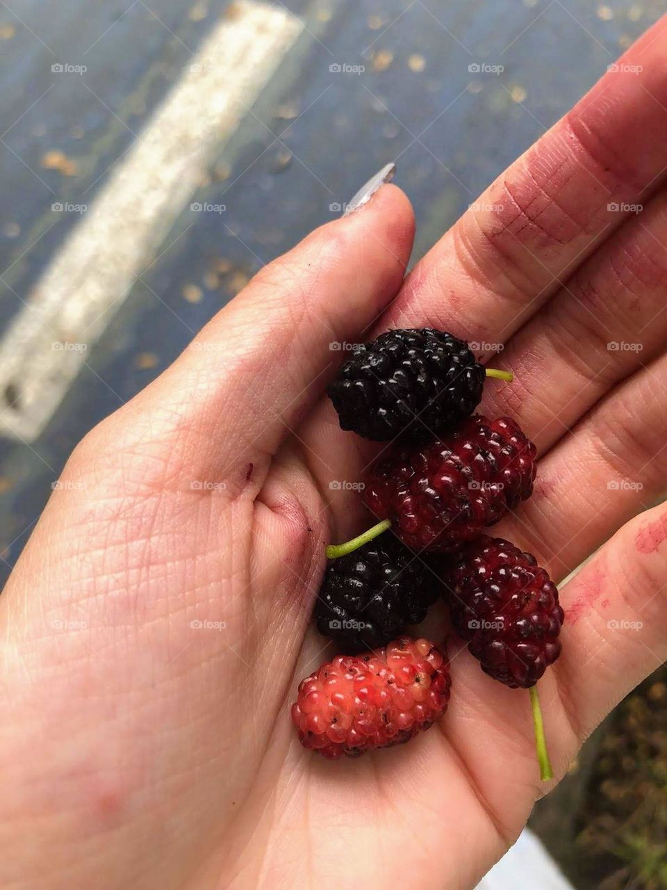 purple blackberries