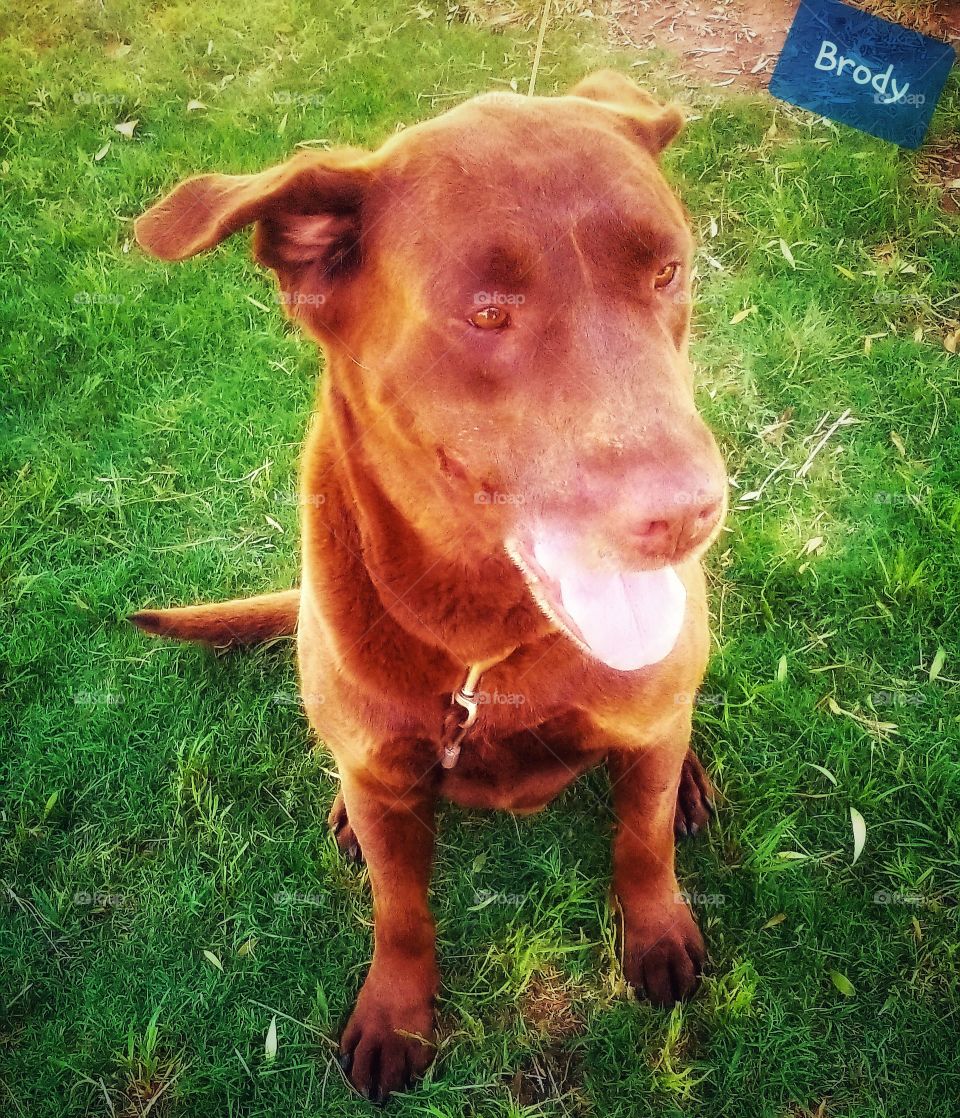 My sweet  chocolate lab,  Brody