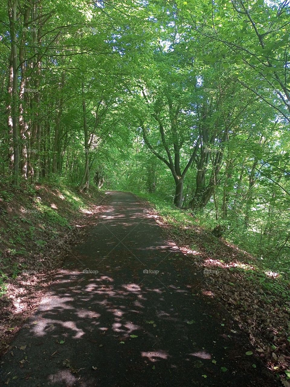 Urban Nature: Plants