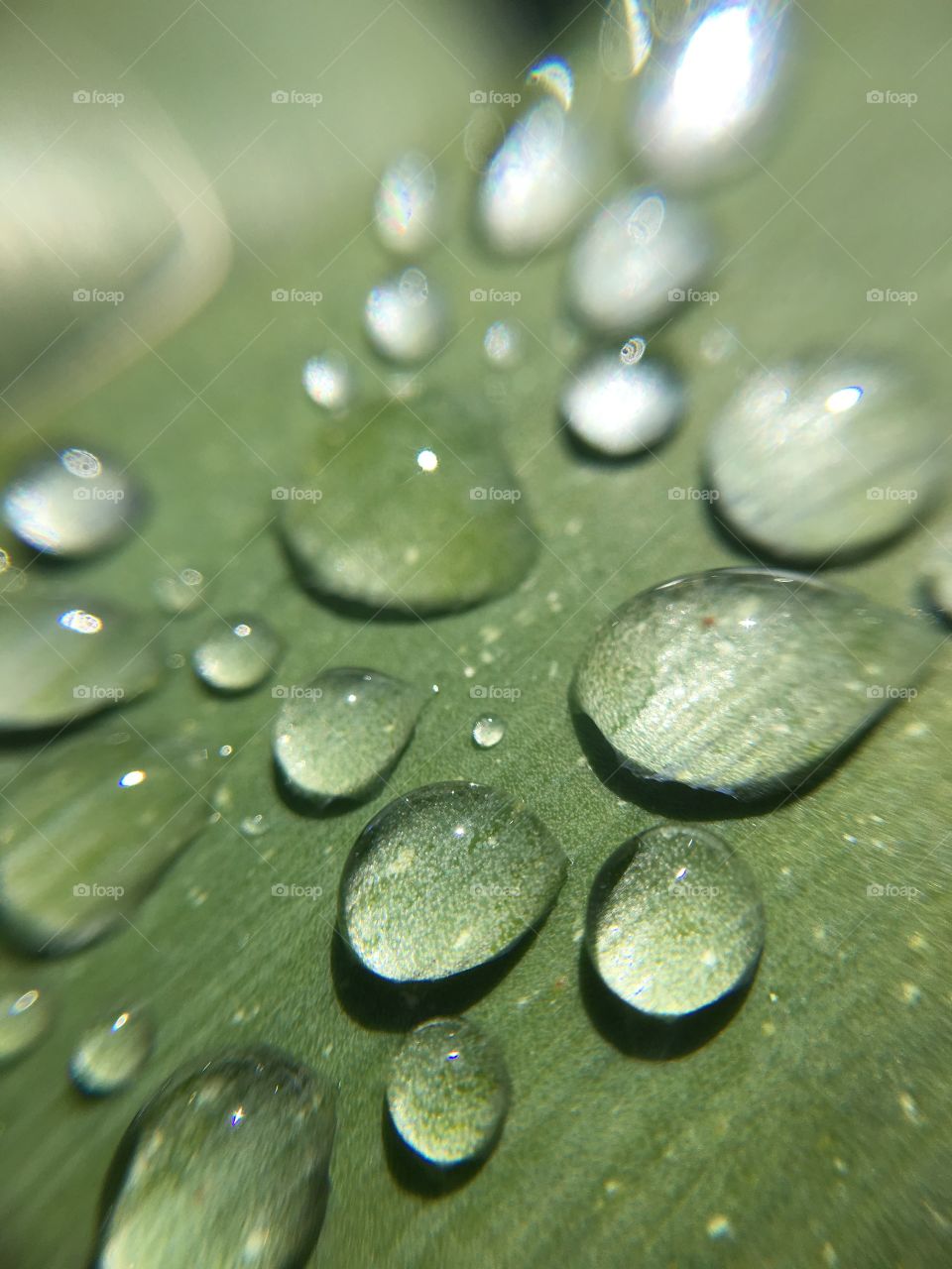 Dew drops on yucca 