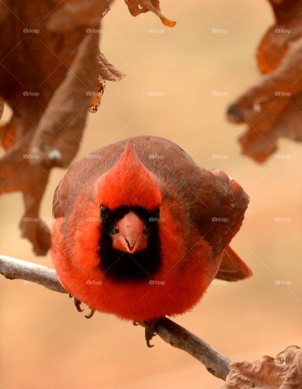 Male Cardinal. Male Cardinal looking at camera