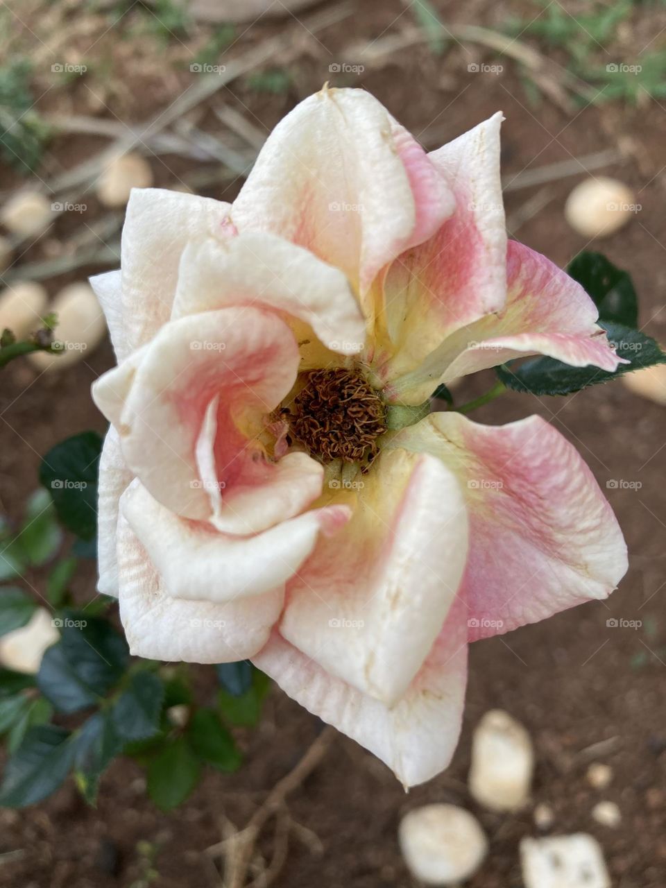 🌹 🇺🇸 Very beautiful flowers to brighten our day.  Live nature and its beauty. Did you like the delicate petals? / 🇧🇷 Flores muito bonitas para alegrar nosso dia. Viva a natureza e sua beleza. Gostaram das pétalas delicadas? 