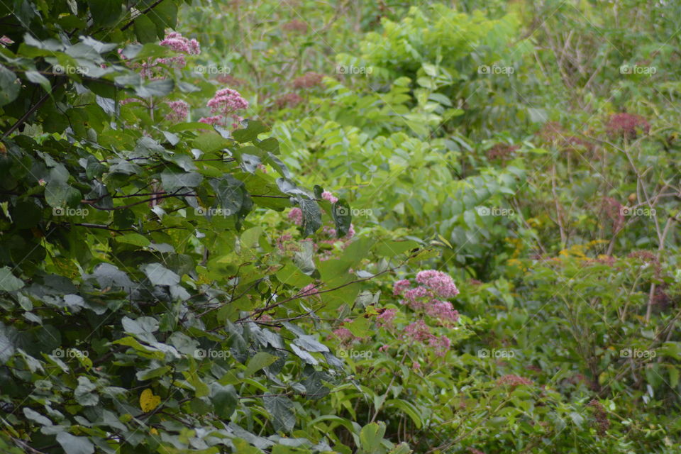 Flower, Nature, Flora, Tree, Leaf