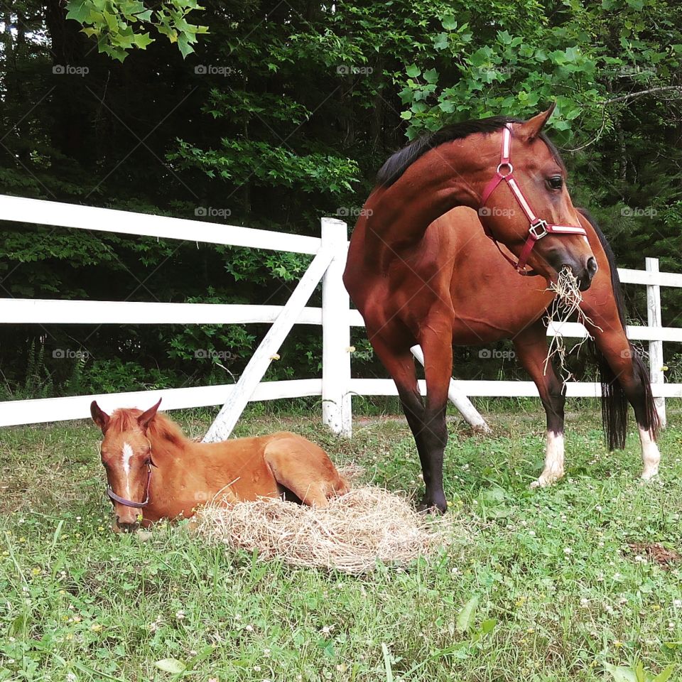 watch. Rescue mare guards her foal