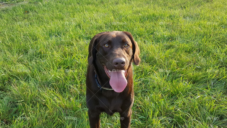 Chocolate Lab looking at his human to throw his ball while playing in the field