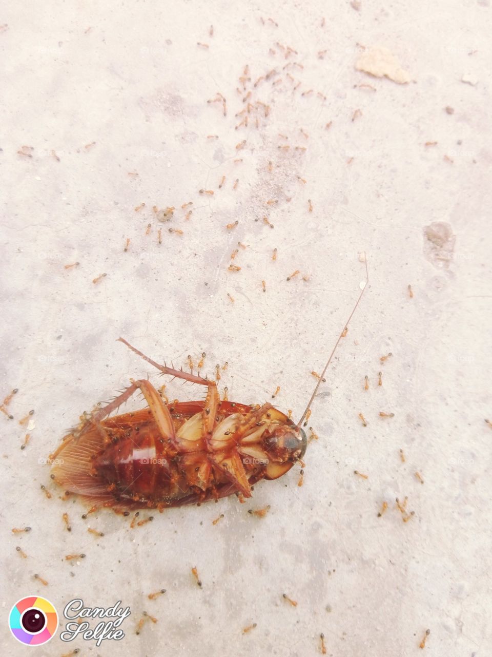 cockroach death