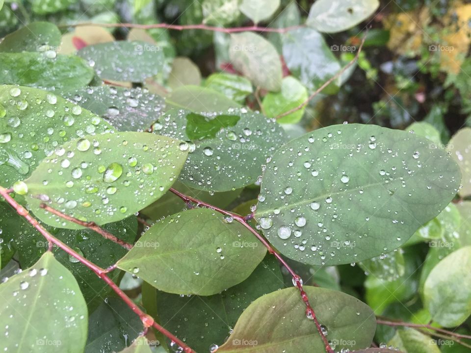 Leaves with water drops