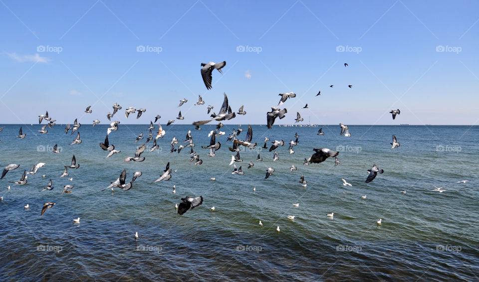 Flying over the sea 