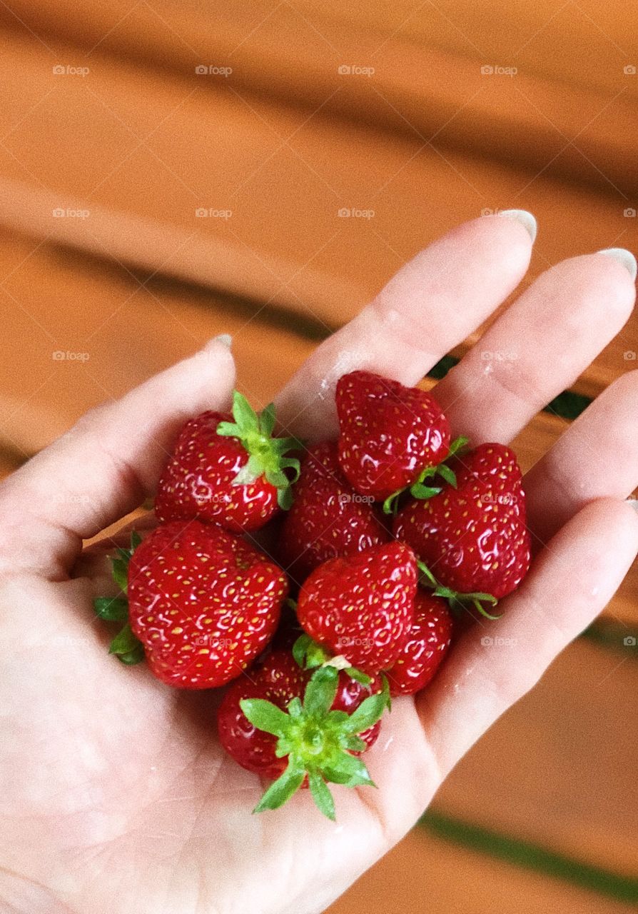 Homegrown strawberries in hands
