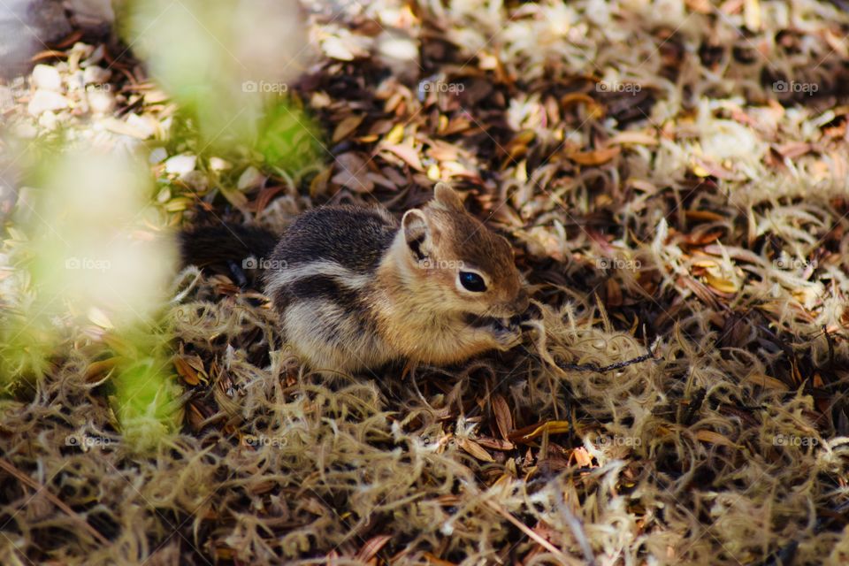 Saw animal eating so i took picture