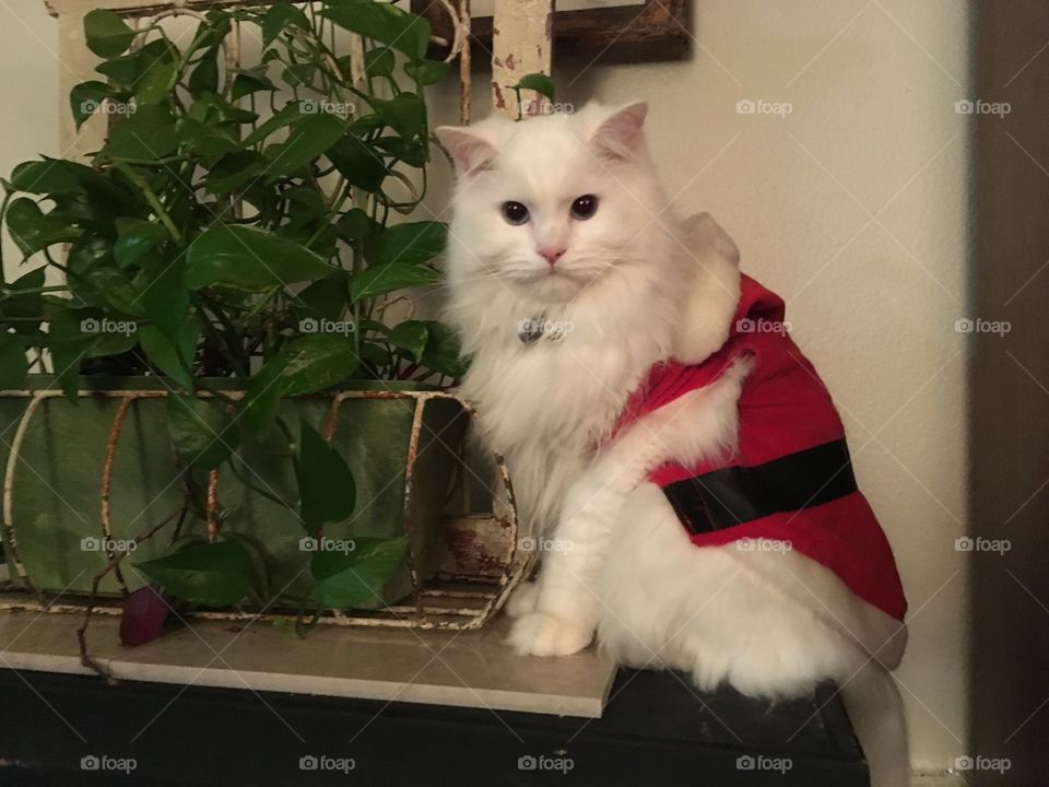 Christmas kitten 