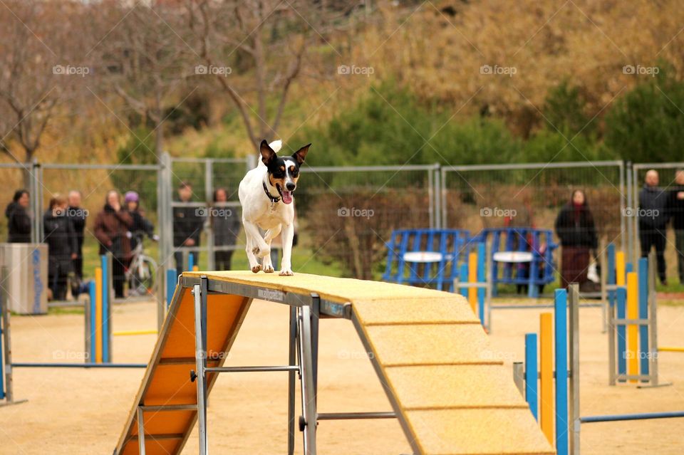 Concurso de agility