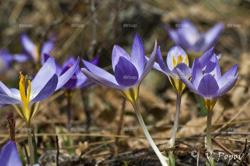 Spring flowers