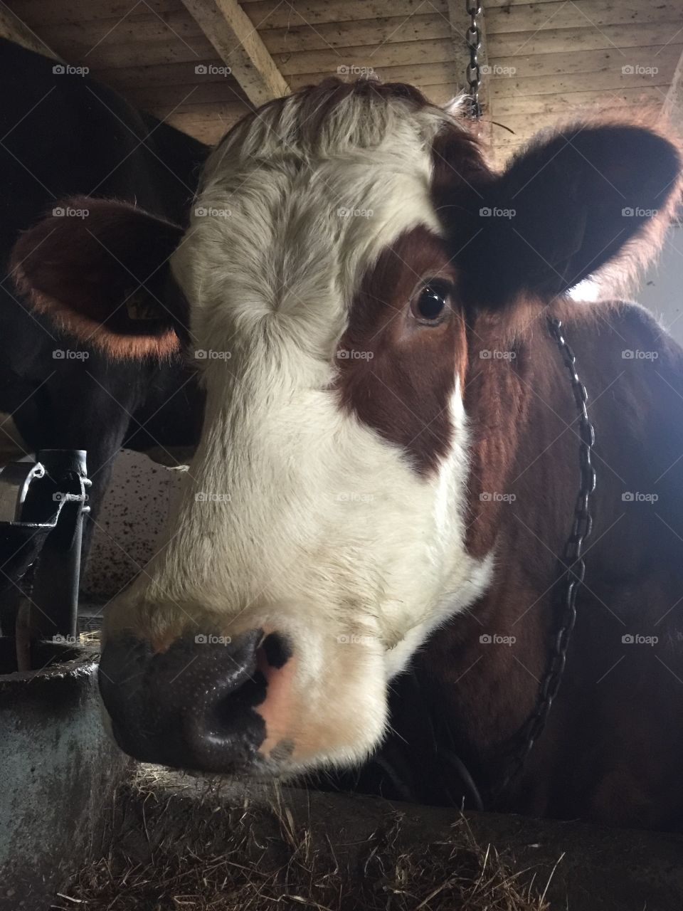 My favourite cow