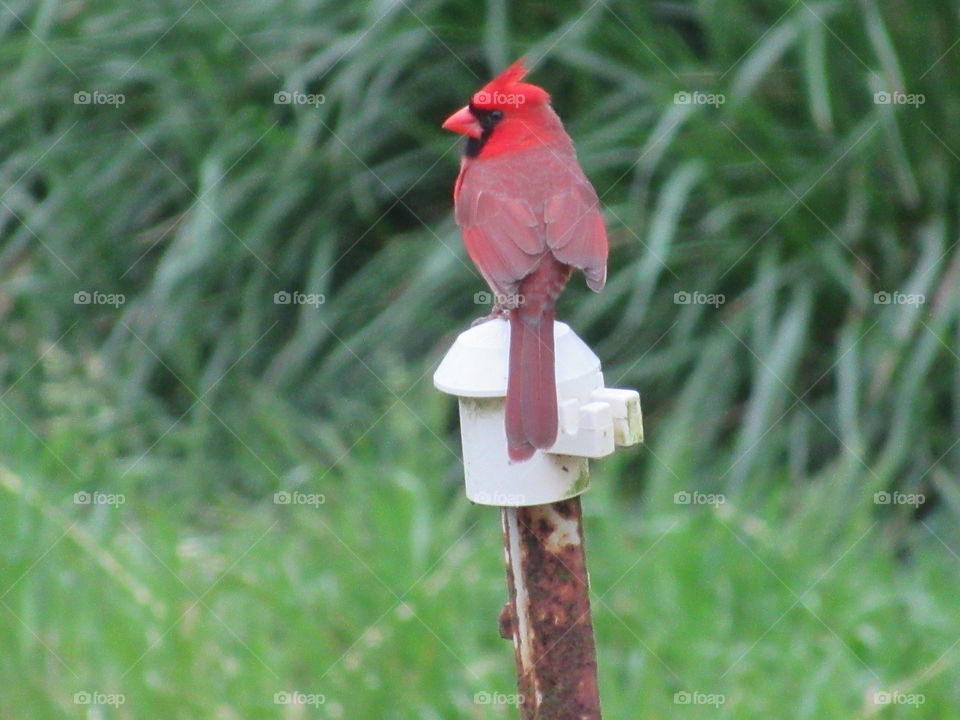 Nature, Bird, No Person, Outdoors, Wild