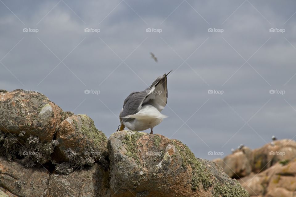 seagull on the rocks