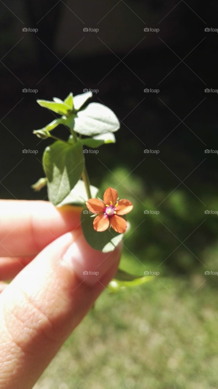 No Person, Flower, Nature, Leaf, Outdoors