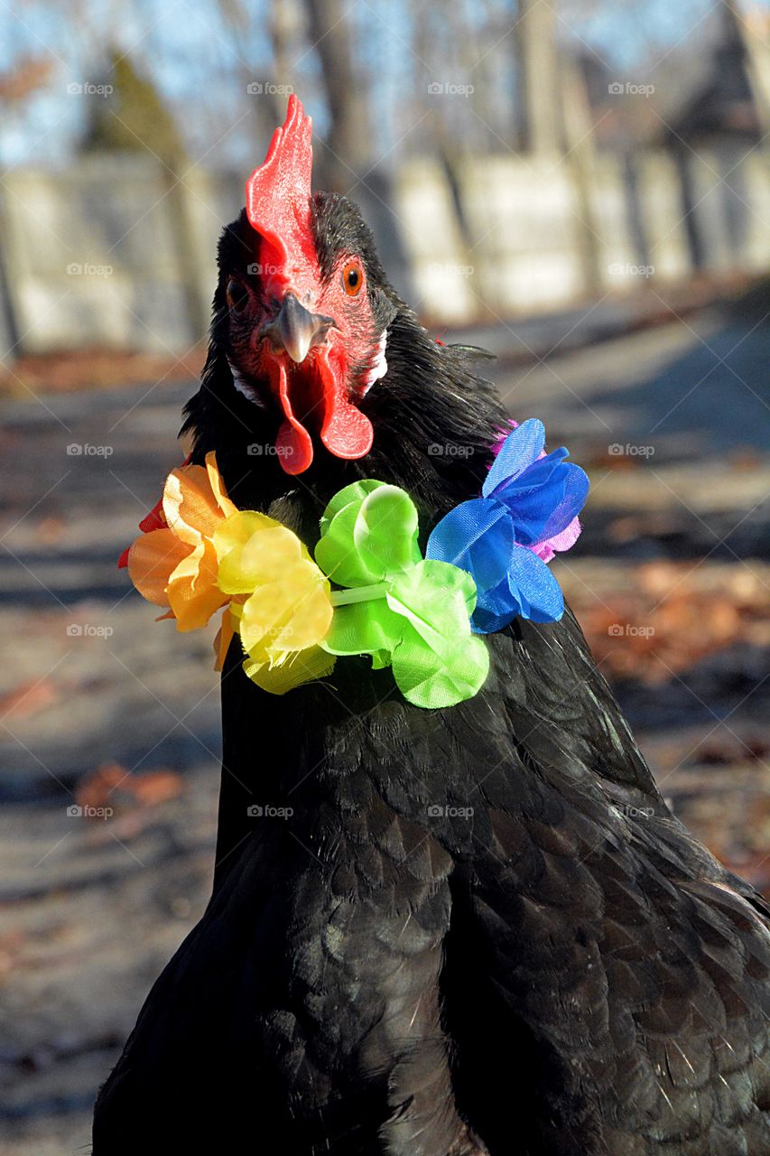 Headshot of a chicken wearing a Hawaiian lei