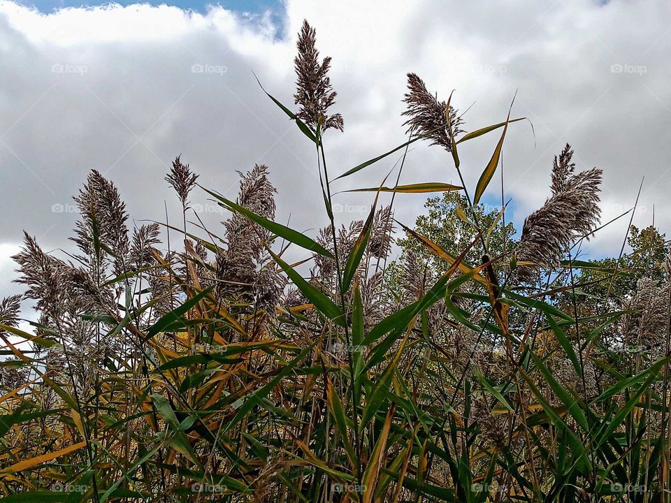 Prairie grass