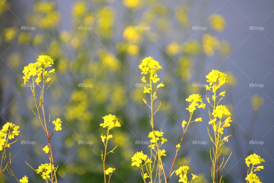 Yellow flowers 