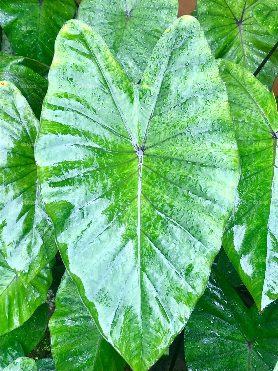 Kalo (Taro) leaves