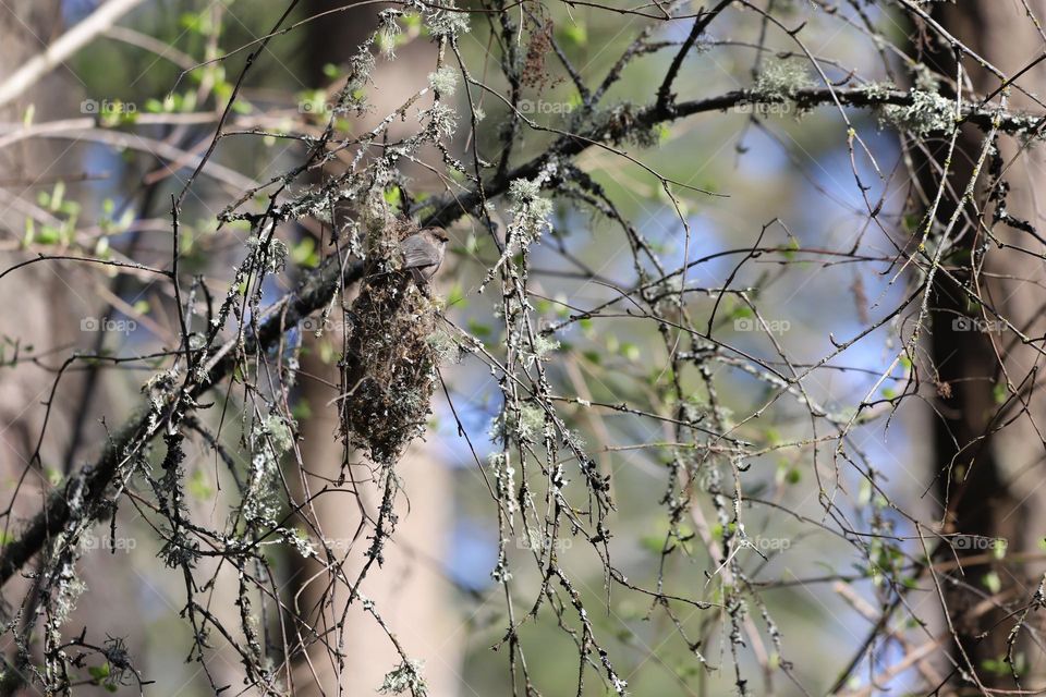 Little bird coming out of a nest 