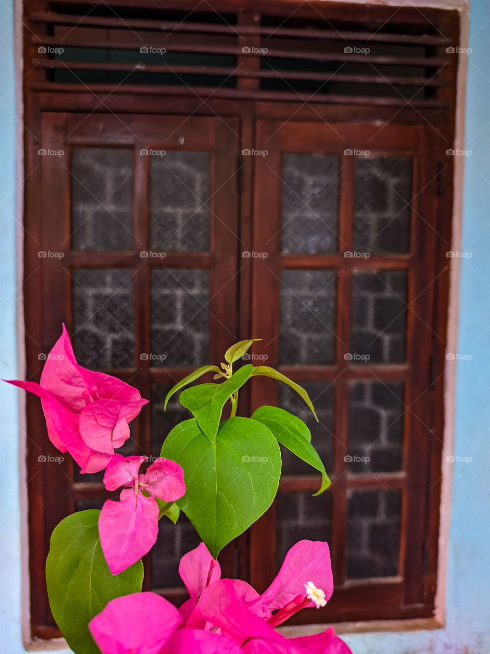 window with flowers