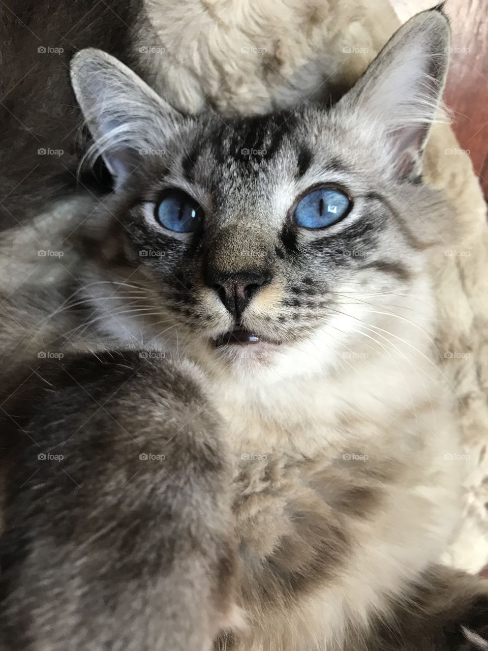 Big, bright, beautiful blue eyed fluffy cat