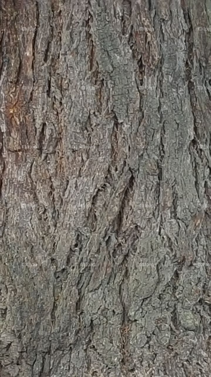 Tree Bark