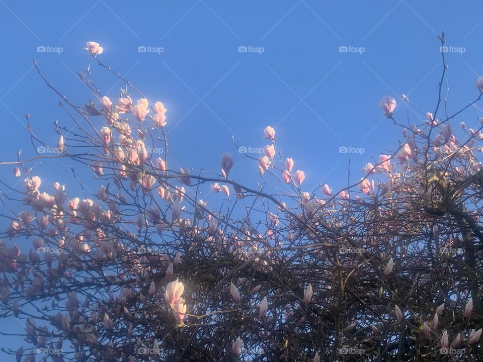 Pink magnolias in bloom in Spring against the blue sky 