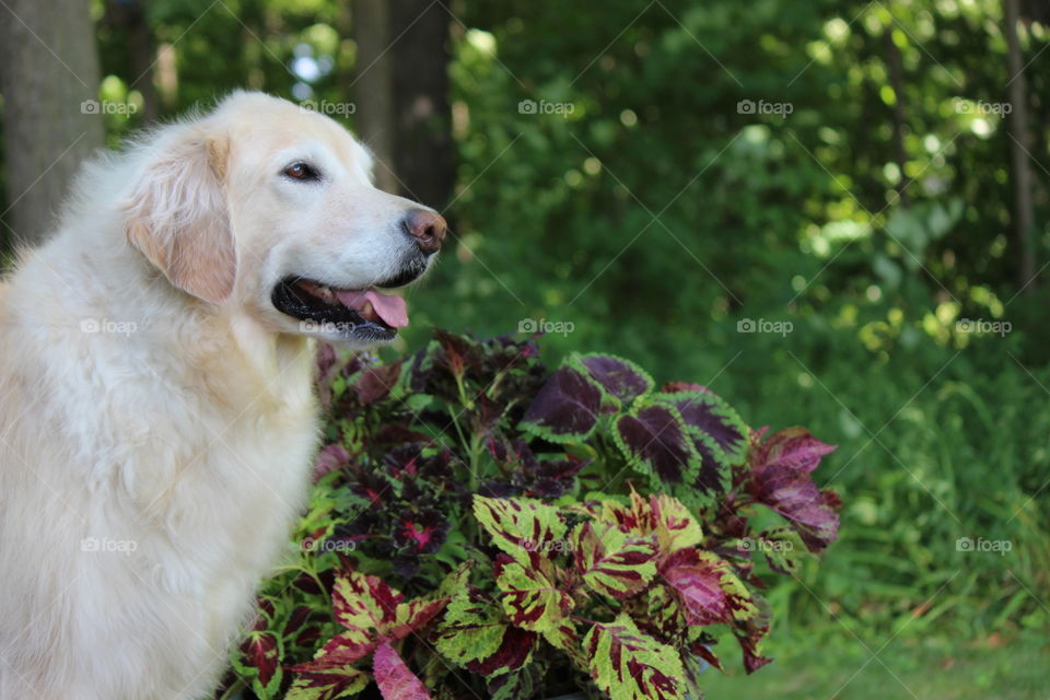 kaci posing by the beautiful coleus in full bloom