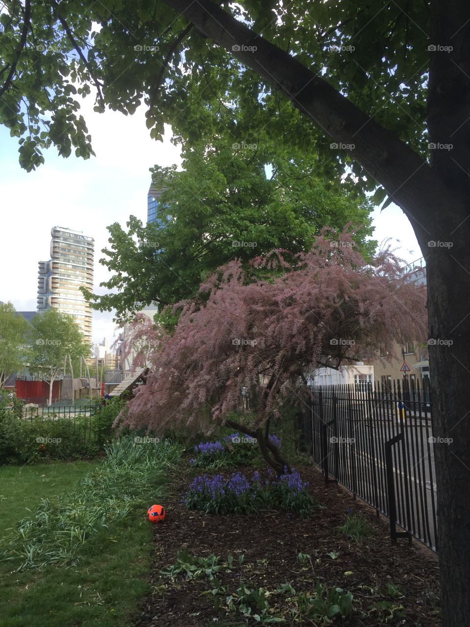 Tree, No Person, Garden, Leaf, Outdoors