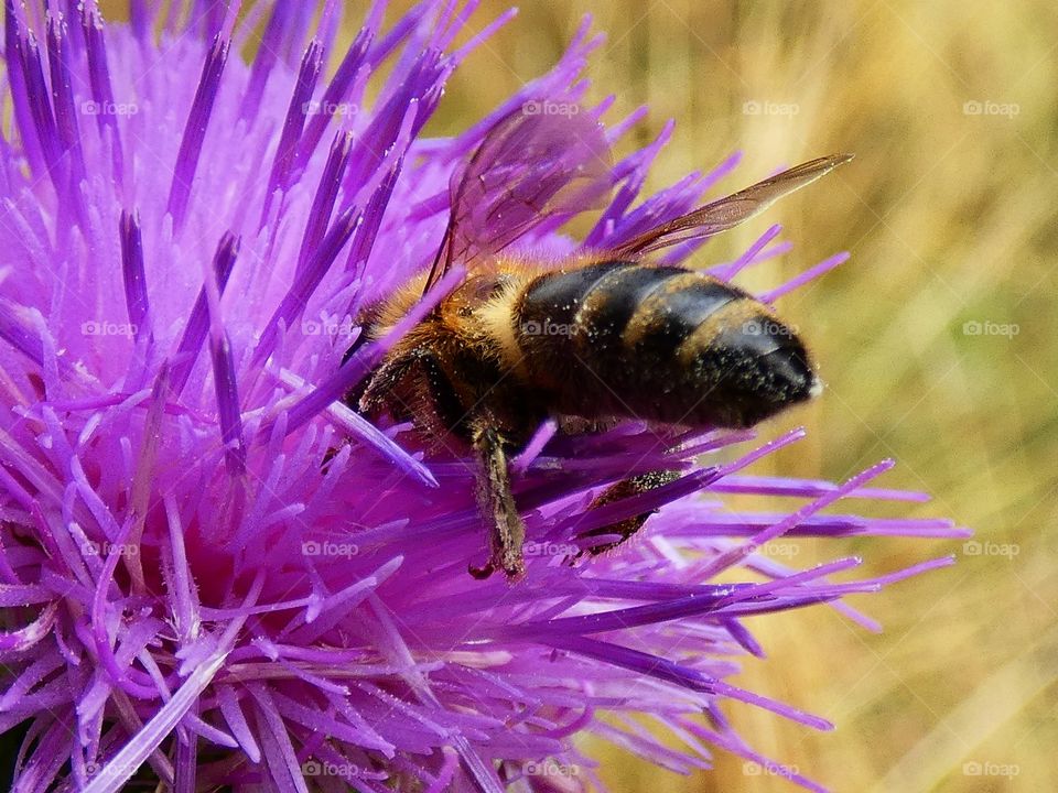 bee on a flower