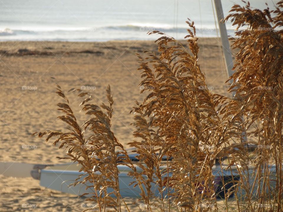 Sea Oats