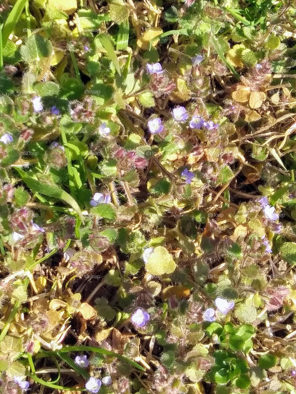 tiny flowers from a weed