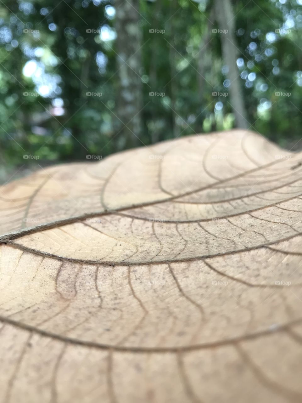 A leaf