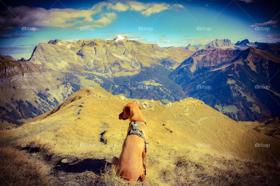 dog in the swiss alps.