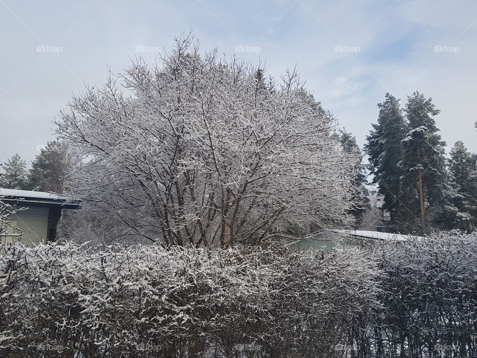 Winter, Snow, Tree, Frost, Cold
