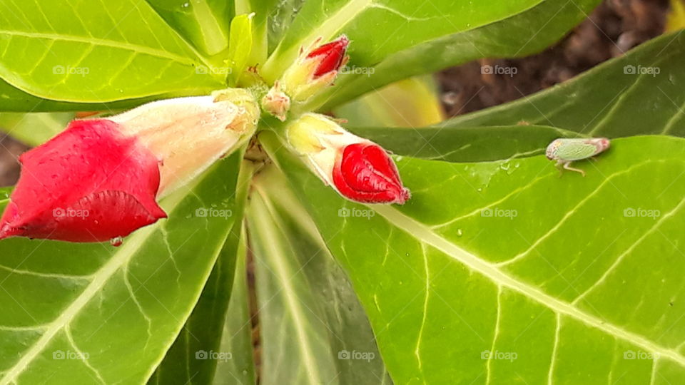 Adenium obesum é uma espécie de planta pertencente à família Apocynaceae, nativa das regiões do Sahel, ao sul do Saara, e da África tropical e oriental e subtropical do sul e da Arábia. É popularmente chamada de rosa do deserto.
