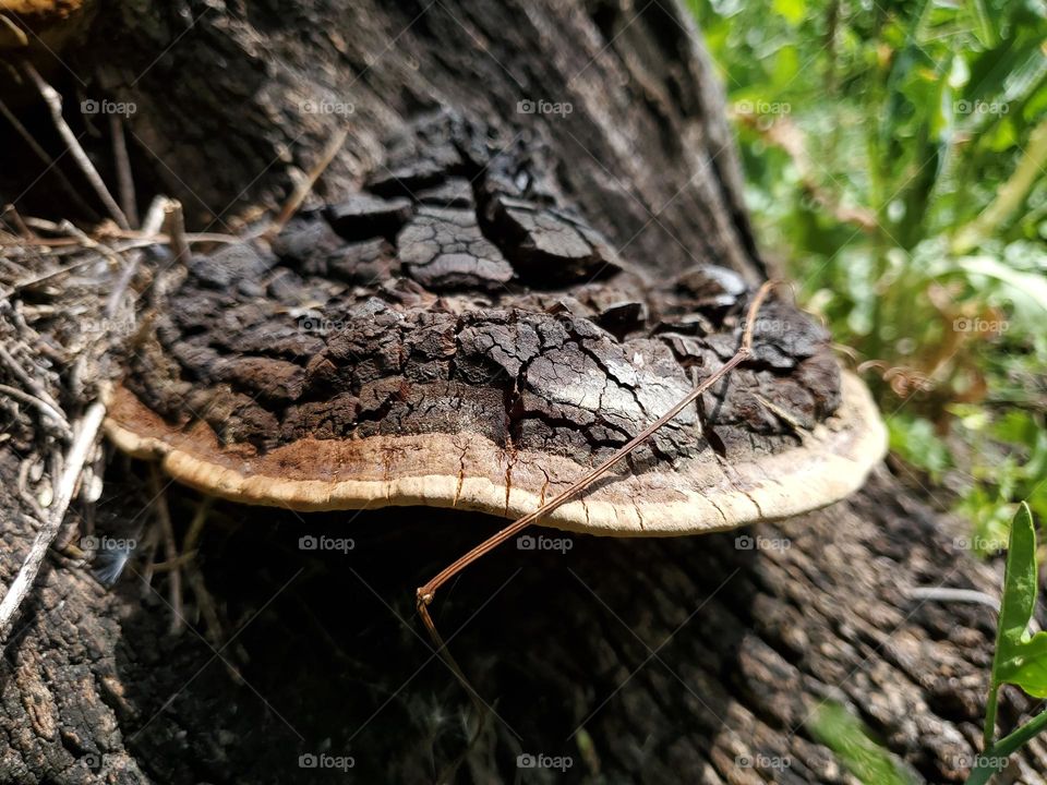 Mushroom on dead tree trunk