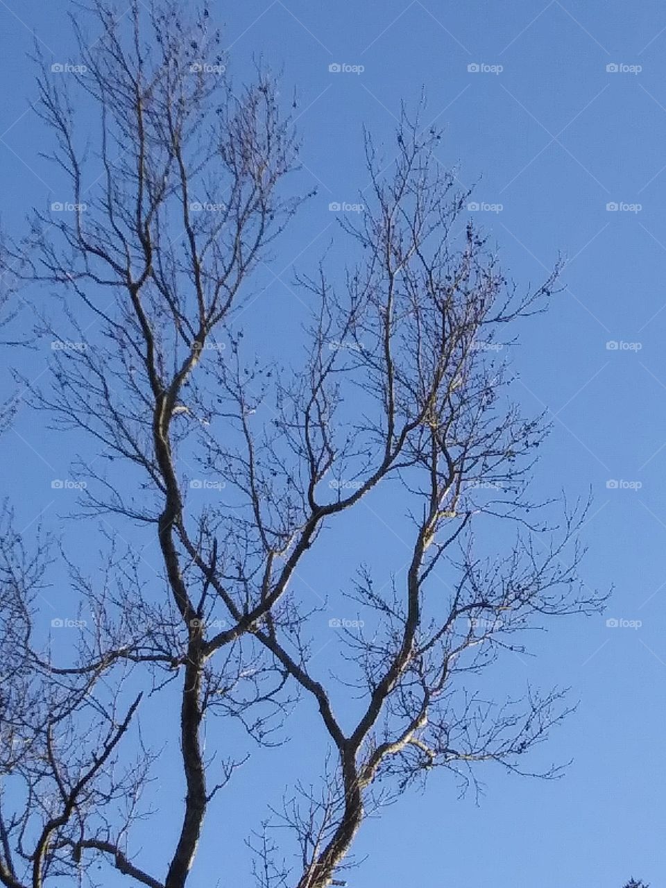 light on bare branches
