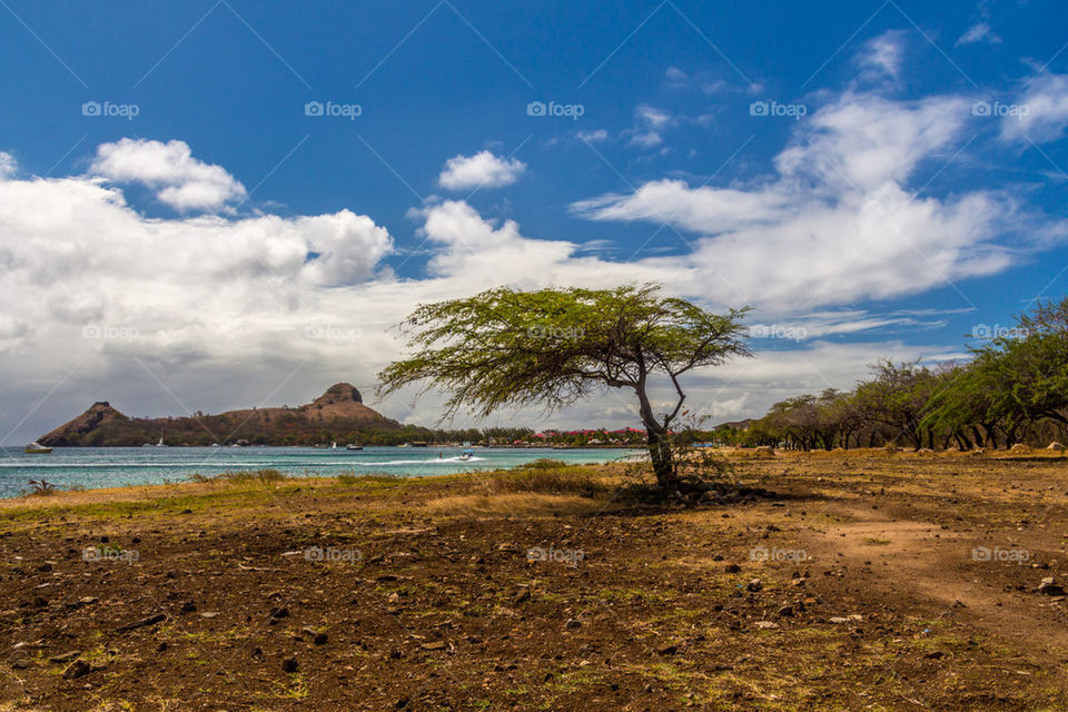 Tree & Pigeon island